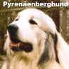 pyrenaeenberghund.jpg (4615 Byte)